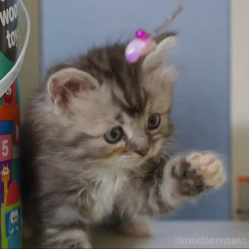 販売中の大阪府のサイベリアン-133103の5枚目