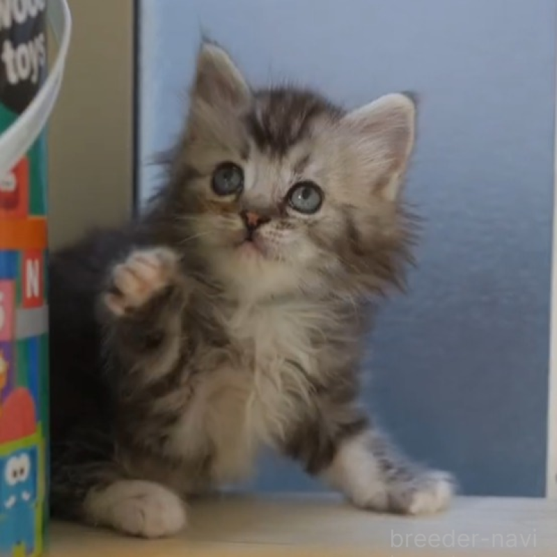 販売中の大阪府のサイベリアン-133103の4枚目