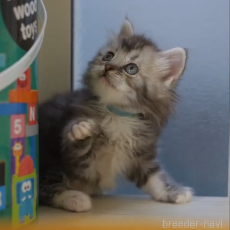 販売中の大阪府のサイベリアン-133103の3枚目