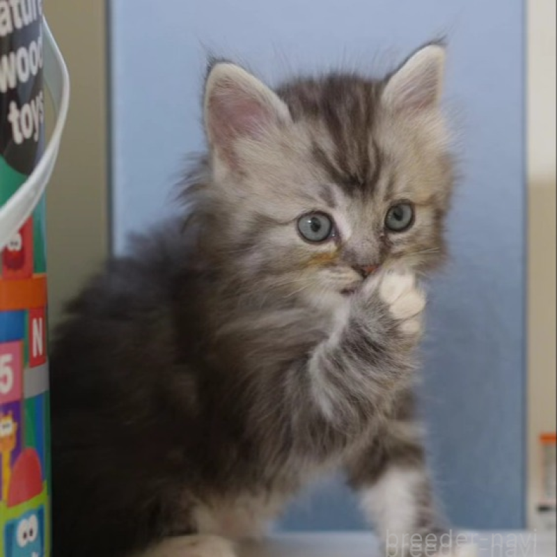 販売中の大阪府のサイベリアン-133103の2枚目