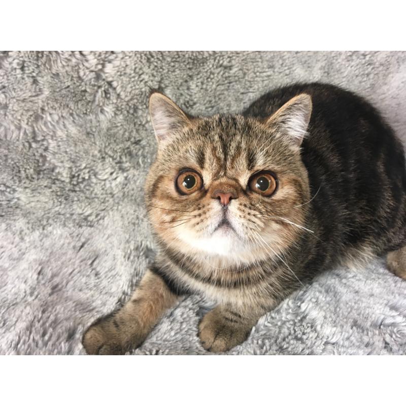 販売中の神奈川県のエキゾチックショートヘア-123402の7枚目