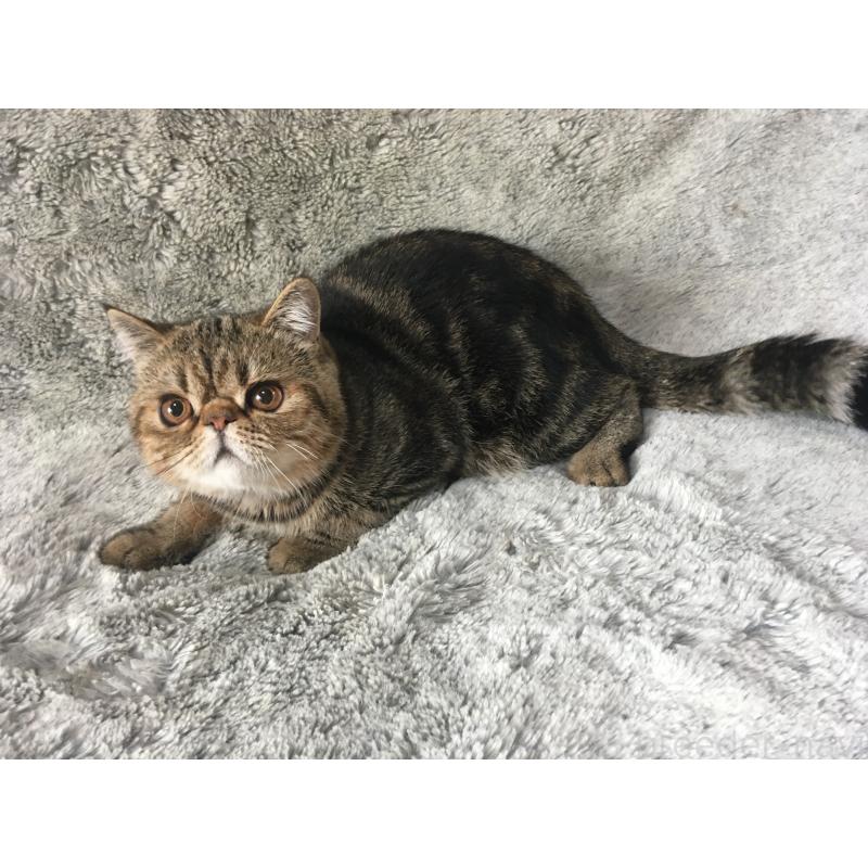 販売中の神奈川県のエキゾチックショートヘア-123402の6枚目