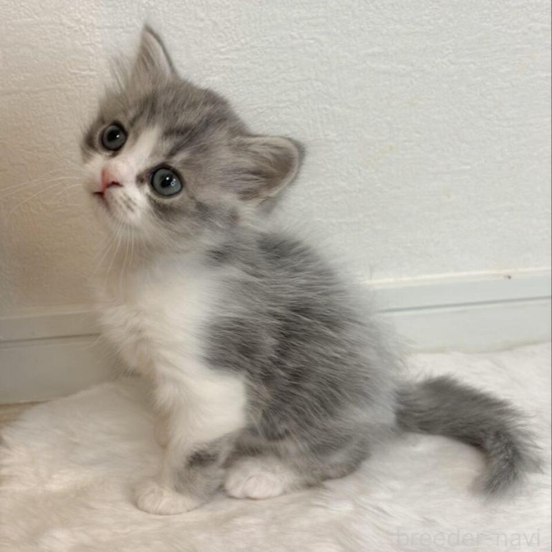 販売中の愛知県のミヌエット-133104の1枚目