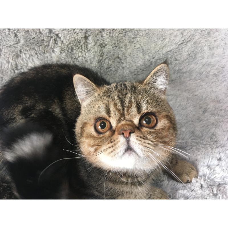 販売中の神奈川県のエキゾチックショートヘア-123402の5枚目