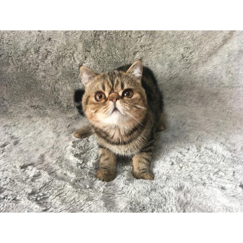 販売中の神奈川県のエキゾチックショートヘア-123402の4枚目