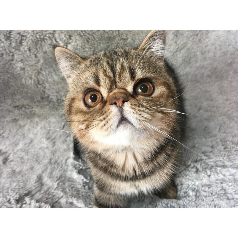 販売中の神奈川県のエキゾチックショートヘア-123402の3枚目