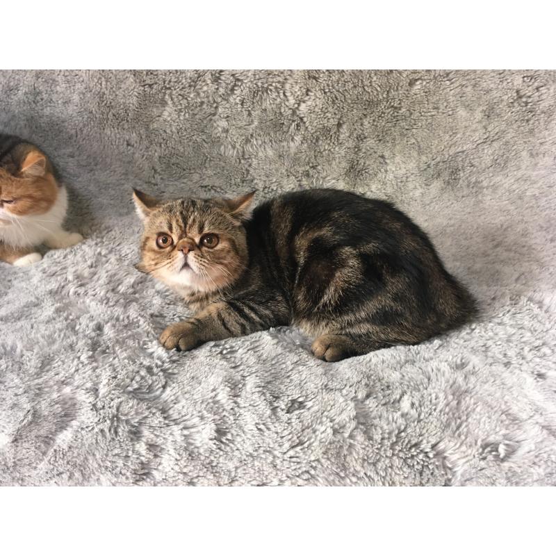 販売中の神奈川県のエキゾチックショートヘア-123402の2枚目