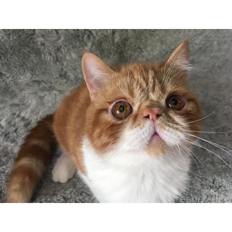 商談中の神奈川県のエキゾチックショートヘア-124756の7枚目