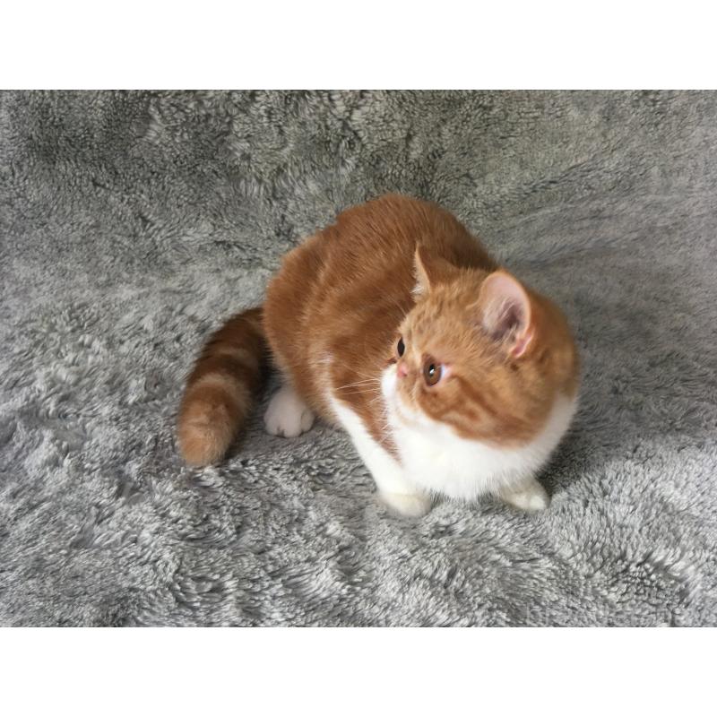 商談中の神奈川県のエキゾチックショートヘア-124756の6枚目