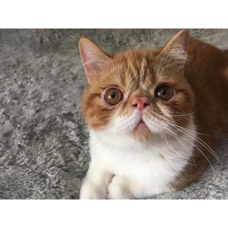 商談中の神奈川県のエキゾチックショートヘア-124756の5枚目