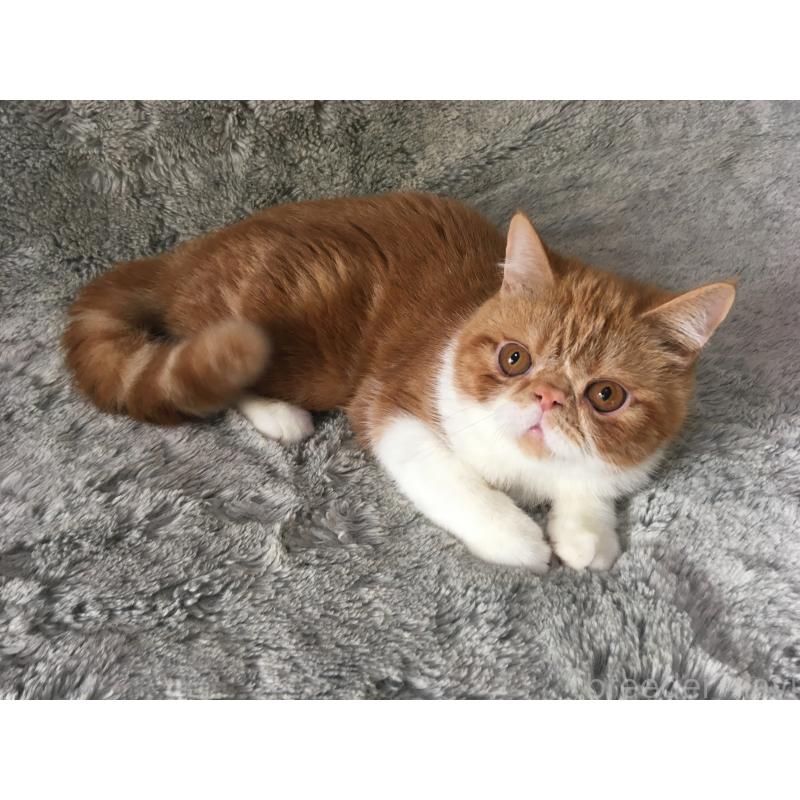 商談中の神奈川県のエキゾチックショートヘア-124756の4枚目