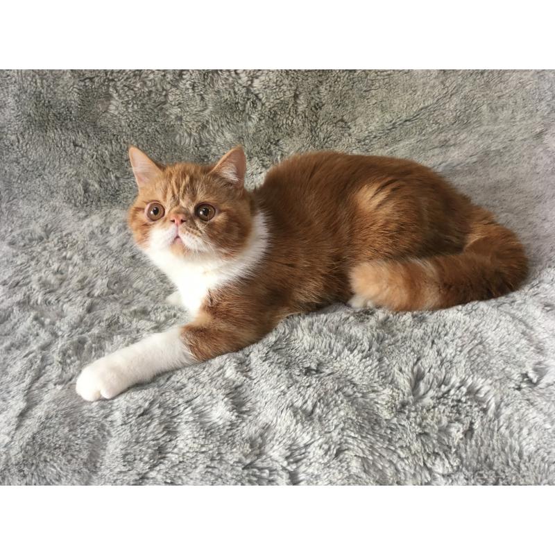 商談中の神奈川県のエキゾチックショートヘア-124756の3枚目