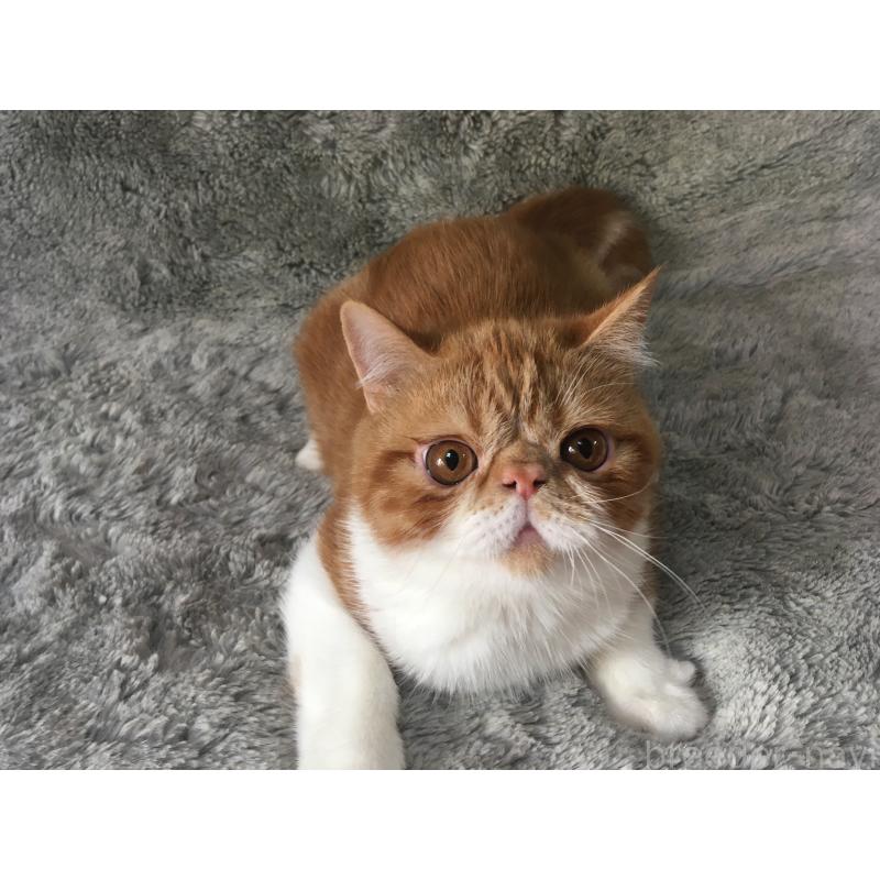 商談中の神奈川県のエキゾチックショートヘア-124756の2枚目