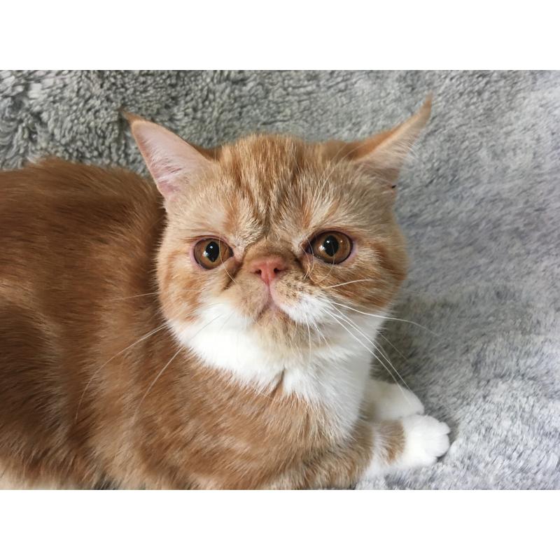 成約済の神奈川県のエキゾチックショートヘア-124754の6枚目