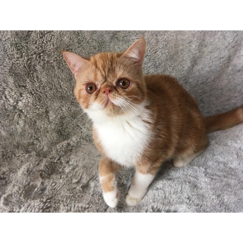 成約済の神奈川県のエキゾチックショートヘア-124754の4枚目