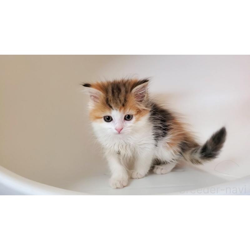 販売中の大阪府のミヌエット-133106の8枚目