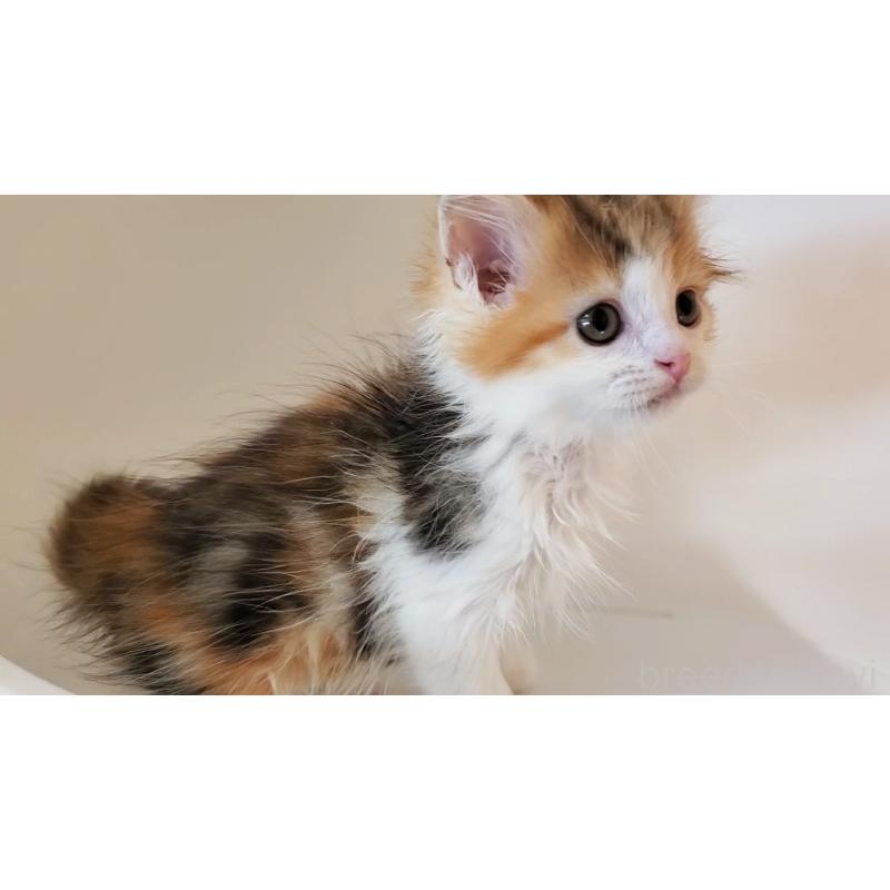 販売中の大阪府のミヌエット-133106の7枚目