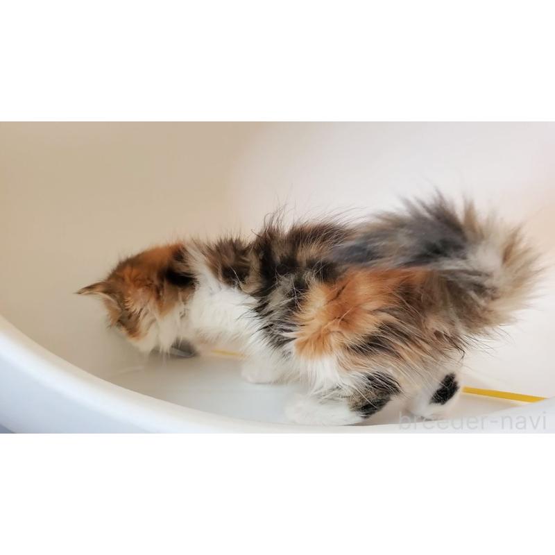 販売中の大阪府のミヌエット-133106の6枚目