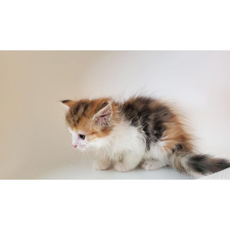 販売中の大阪府のミヌエット-133106の5枚目