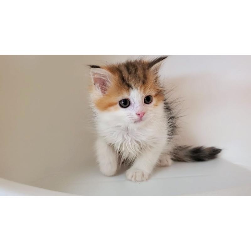 販売中の大阪府のミヌエット-133106の4枚目