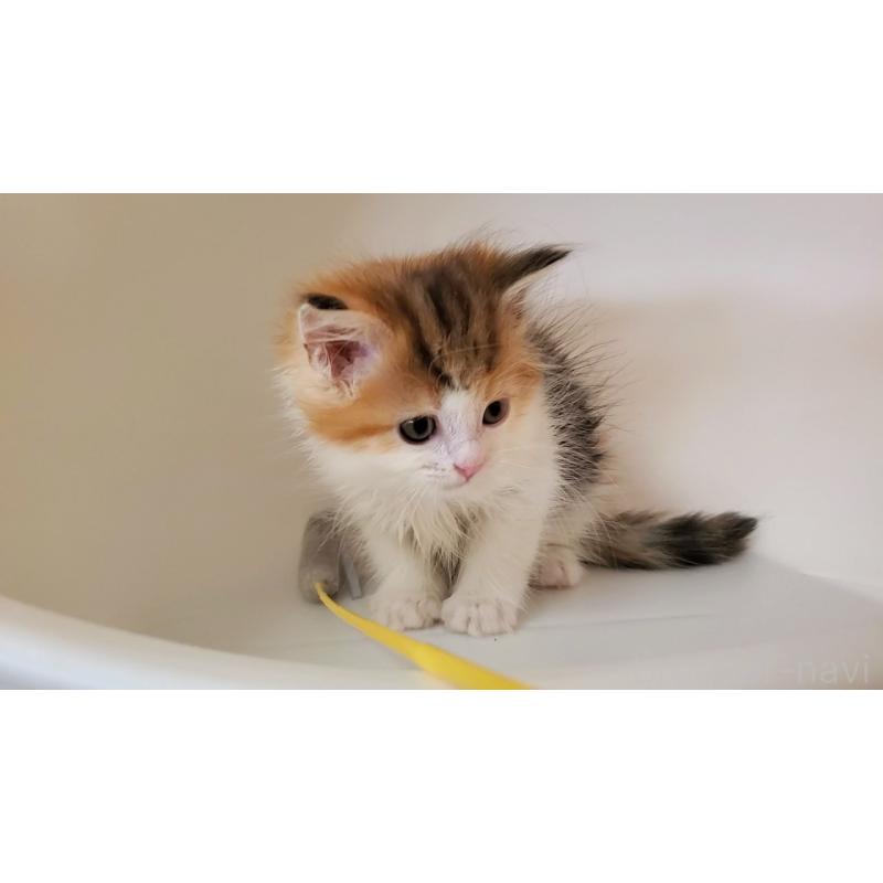 販売中の大阪府のミヌエット-133106の3枚目