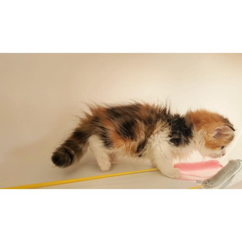 販売中の大阪府のミヌエット-133106の2枚目