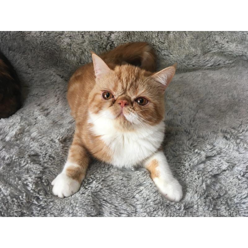 成約済の神奈川県のエキゾチックショートヘア-124754の3枚目