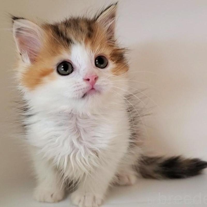 販売中の大阪府のミヌエット-133106の1枚目