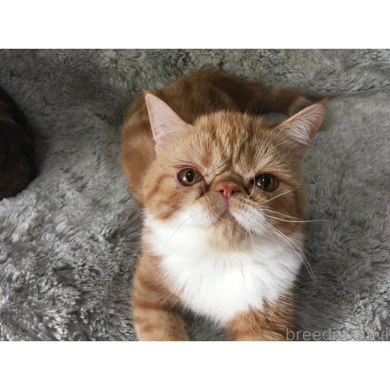 成約済の神奈川県のエキゾチックショートヘア-124754の2枚目