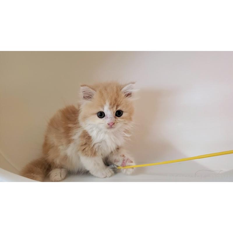 販売中の大阪府のミヌエット-133107の7枚目