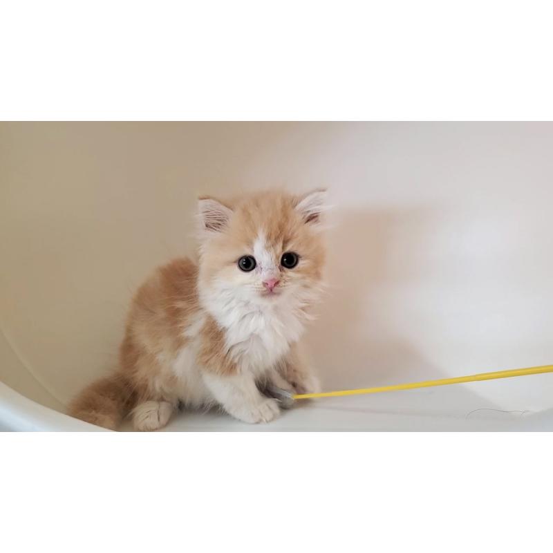 販売中の大阪府のミヌエット-133107の8枚目