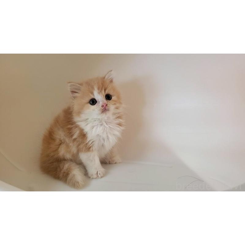 販売中の大阪府のミヌエット-133107の6枚目