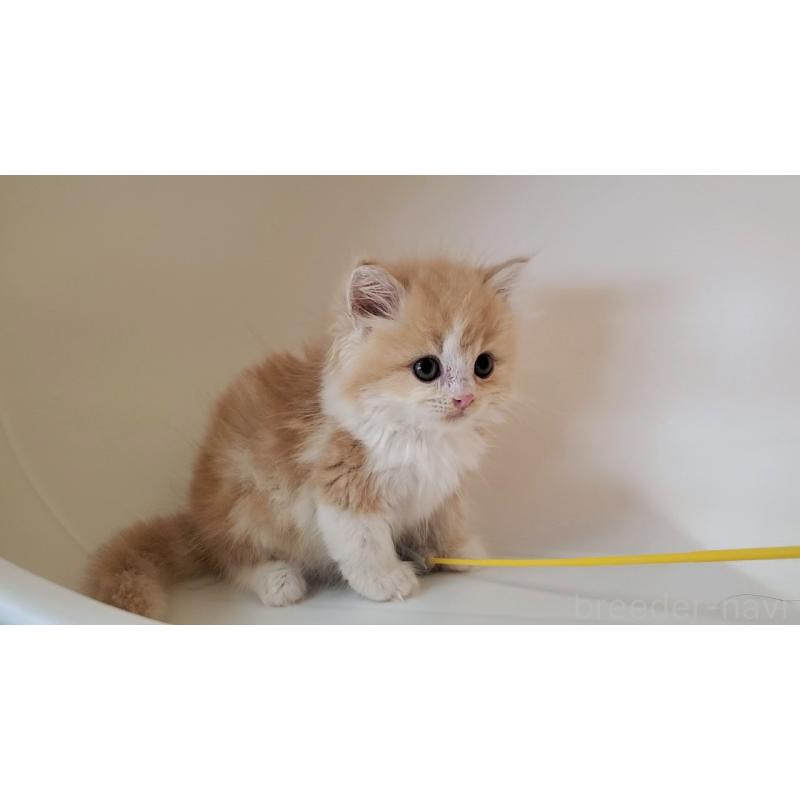 販売中の大阪府のミヌエット-133107の5枚目