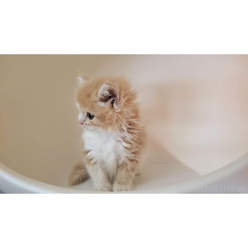 販売中の大阪府のミヌエット-133107の4枚目