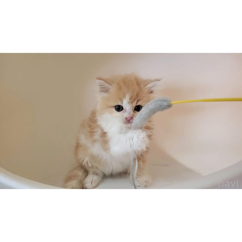 販売中の大阪府のミヌエット-133107の3枚目