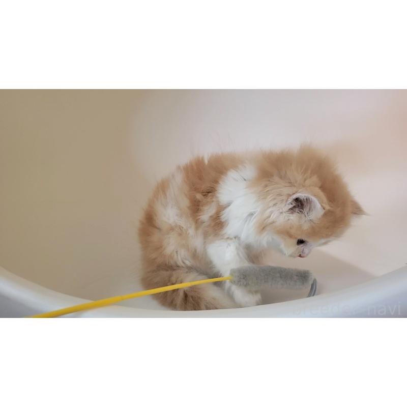 販売中の大阪府のミヌエット-133107の2枚目