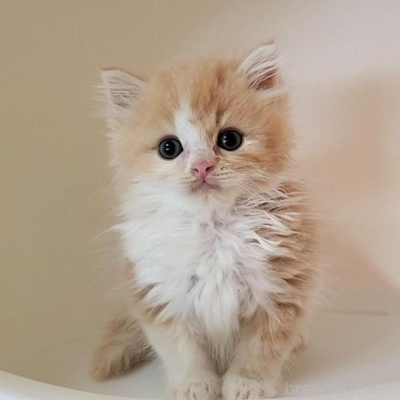 販売中の大阪府のミヌエット-133107