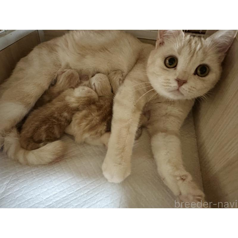 販売中の千葉県のマンチカン-133124の4枚目