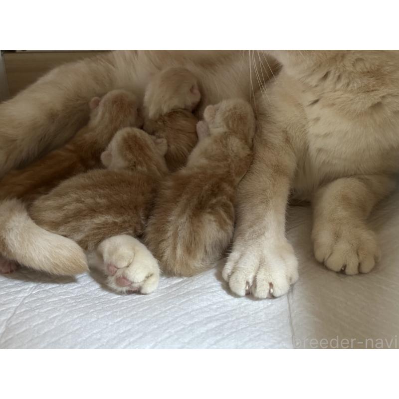 販売中の千葉県のマンチカン-133124の3枚目