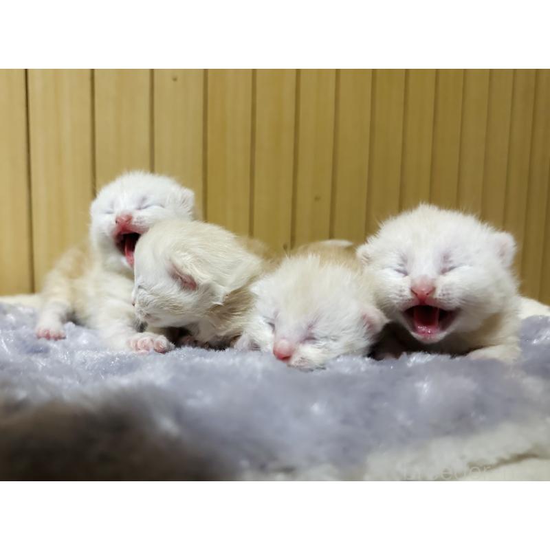 販売中の千葉県のマンチカン-133124の2枚目