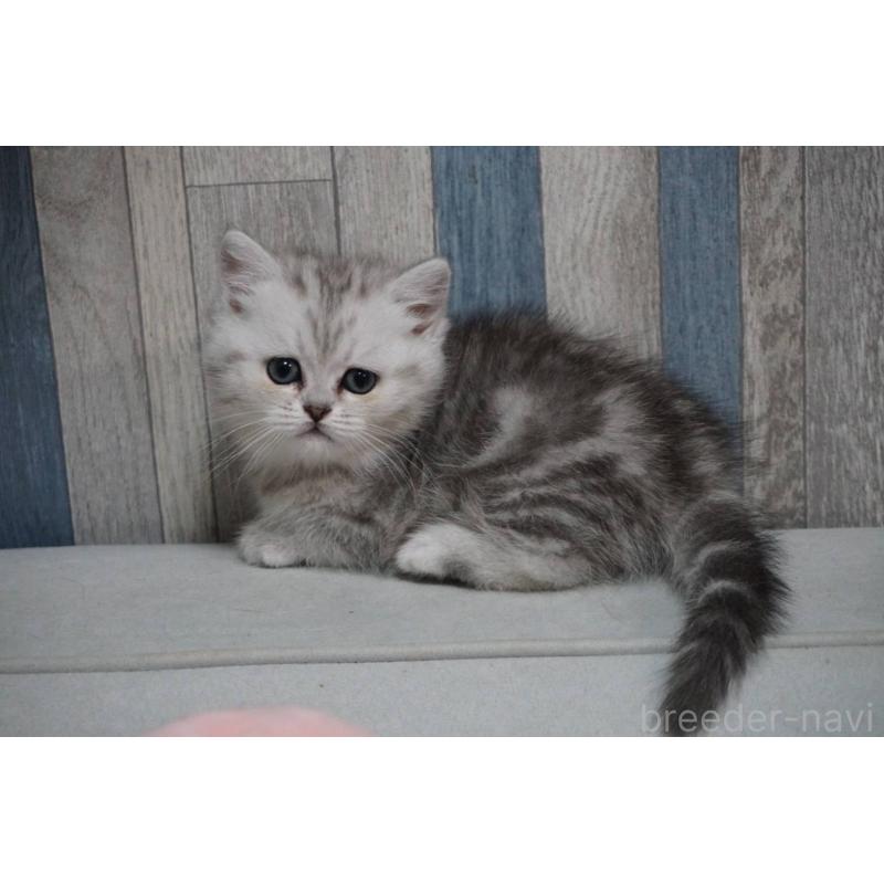 販売中の熊本県のマンチカン-133125の8枚目