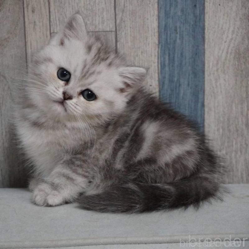 販売中の熊本県のマンチカン-133125の6枚目