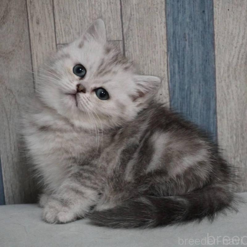 販売中の熊本県のマンチカン-133125の5枚目