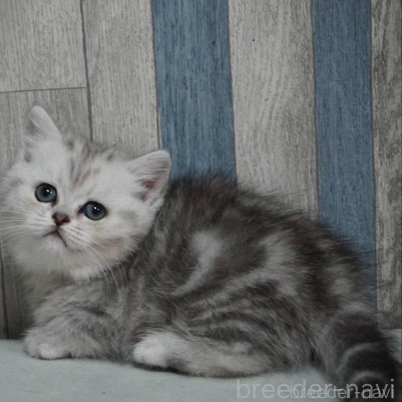 販売中の熊本県のマンチカン-133125の2枚目