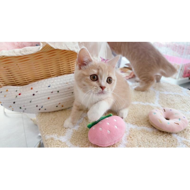 販売中の群馬県のスコティッシュフォールド-133126の3枚目