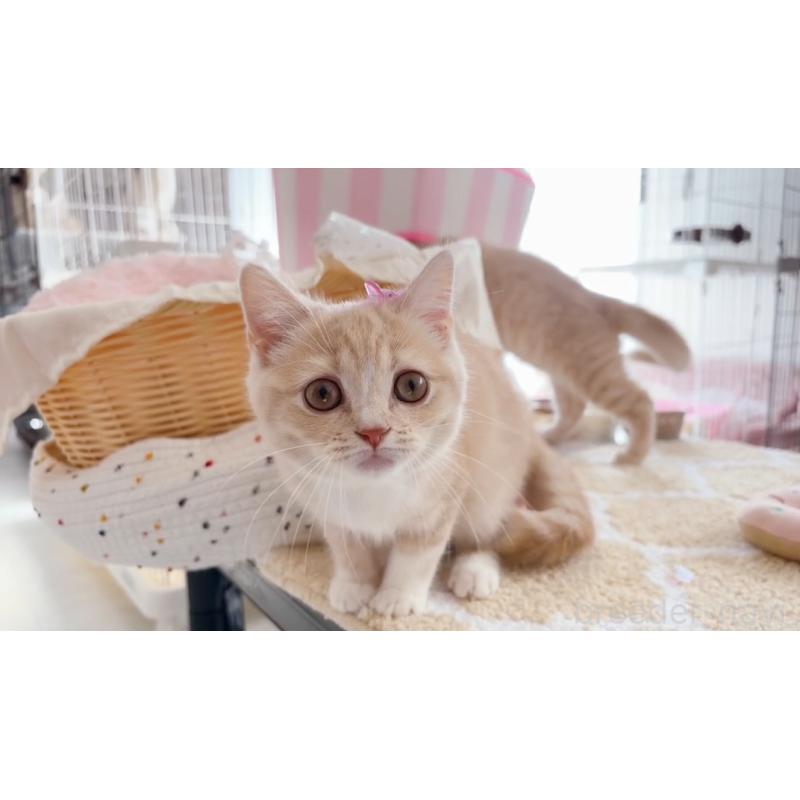 販売中の群馬県のスコティッシュフォールド-133126の4枚目