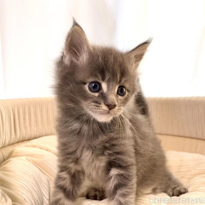 販売中の栃木県のメインクーン-133127の6枚目