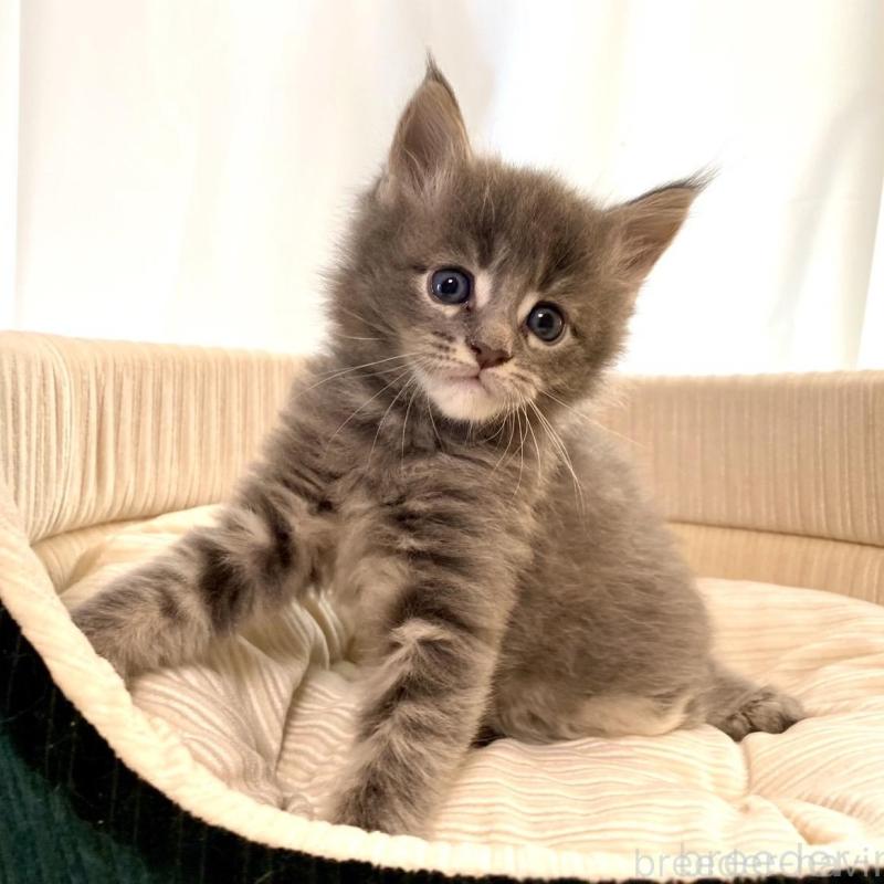 販売中の栃木県のメインクーン-133127の5枚目