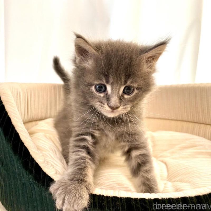 販売中の栃木県のメインクーン-133127の4枚目