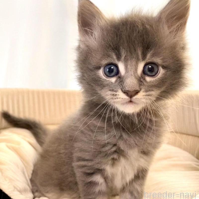 販売中の栃木県のメインクーン-133127の1枚目